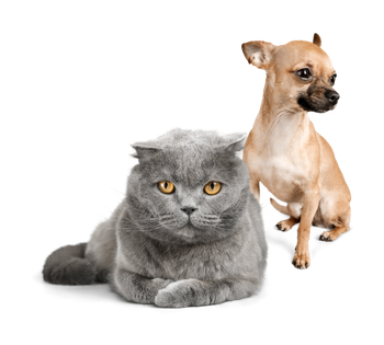 quality features #2-1