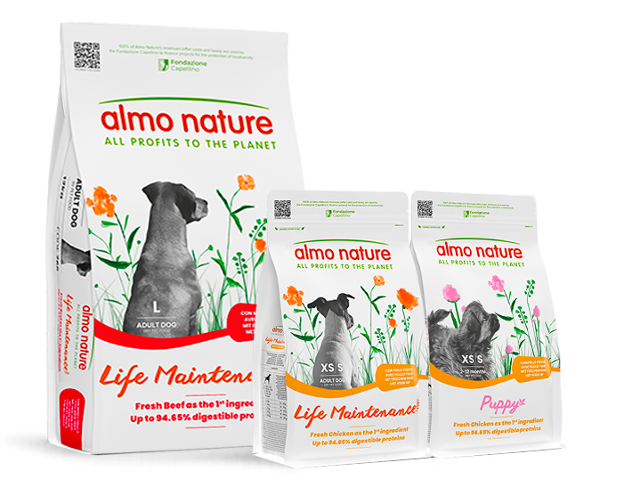 Life Maintenance_dog