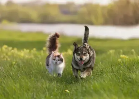 Companion for life
