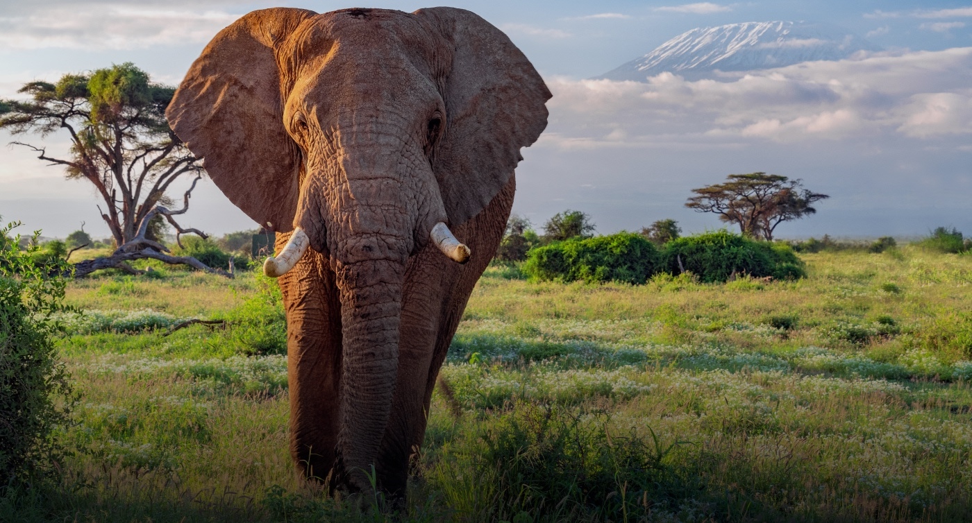 Comment un corridor écologique aide les éléphants (et les humains) en Tanzanie