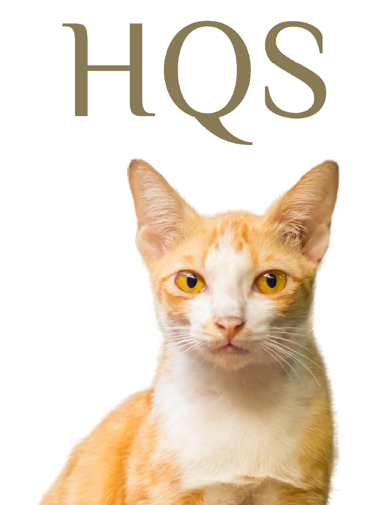 HQS cat-home page slider 2