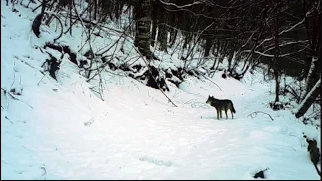 Lupi nel Parco Nazionale del Pollino