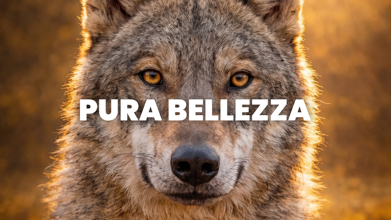 Le Linee Guida all'Attivismo