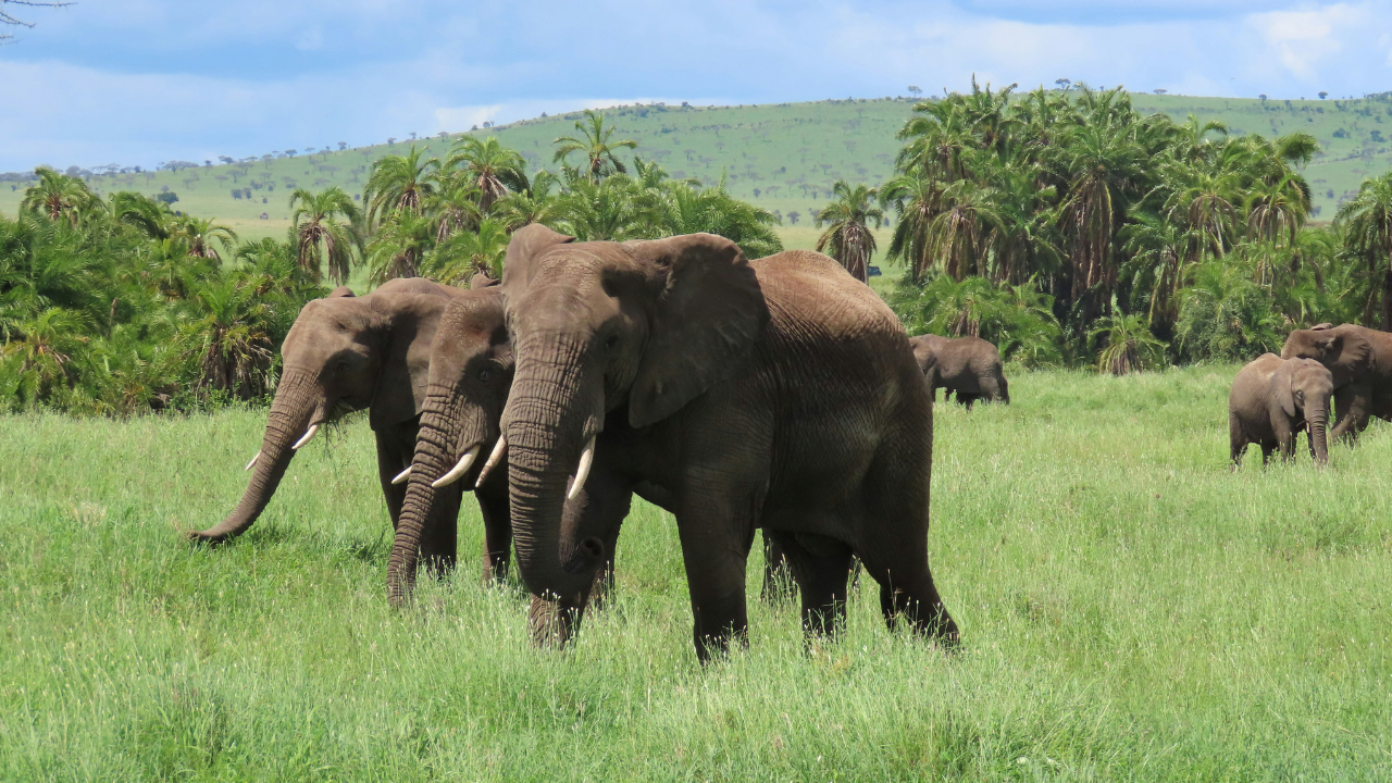 Les éléphants disparaissent en silence, et cela en dit long sur notre relation avec la nature