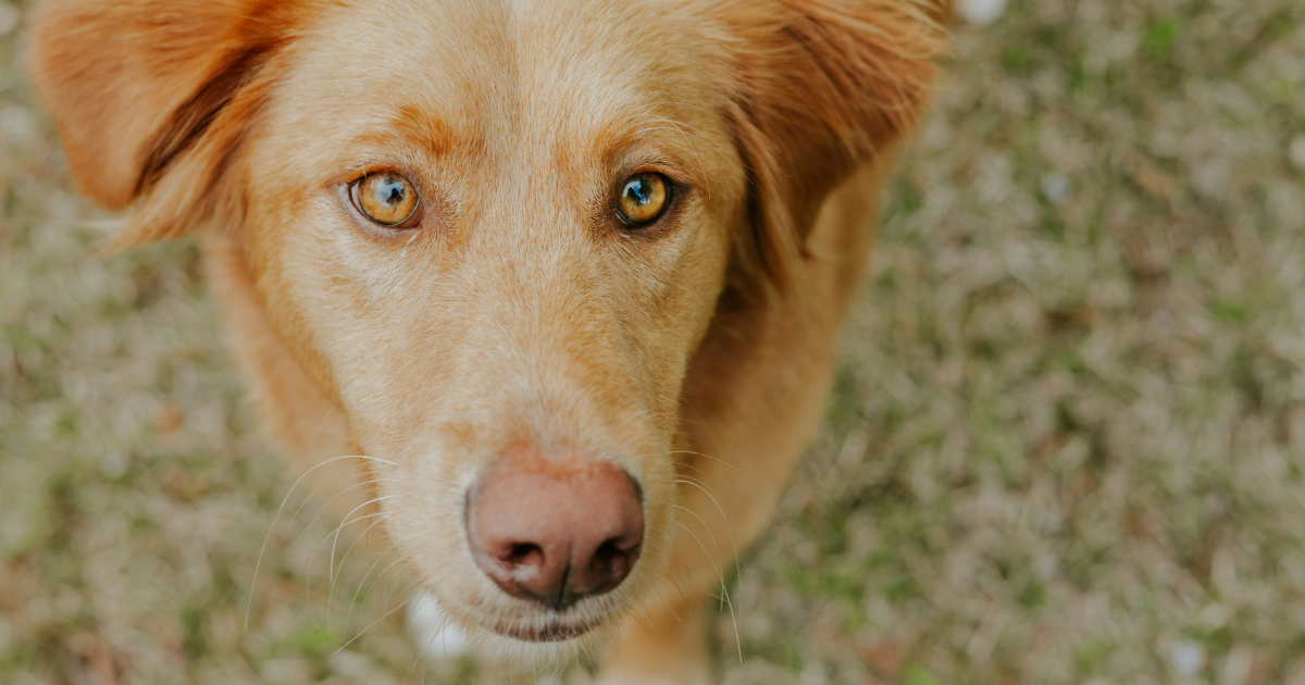 Comment votre chien vous voit-il vraiment ?