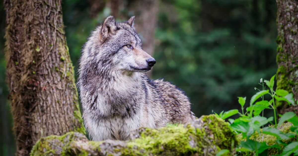 Sortir du mythe du “grand méchant loup”