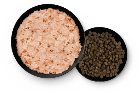 Wet + dry food