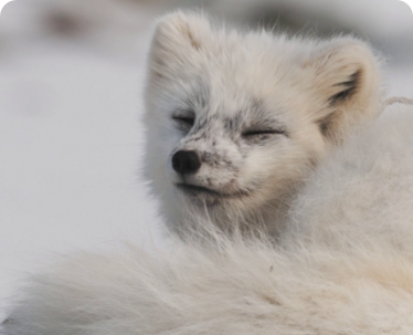 artic-fox