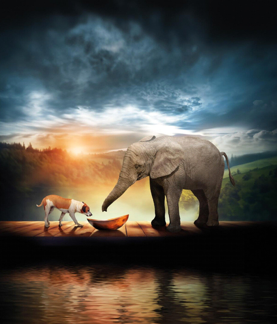 cane-elefante