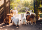 dogs-looking-through-fence-2021-08-28-23-35-59-utc-1 1