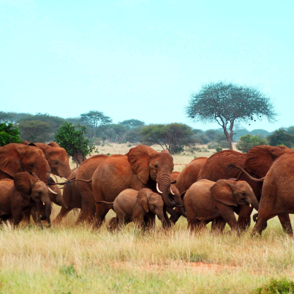 elephants
