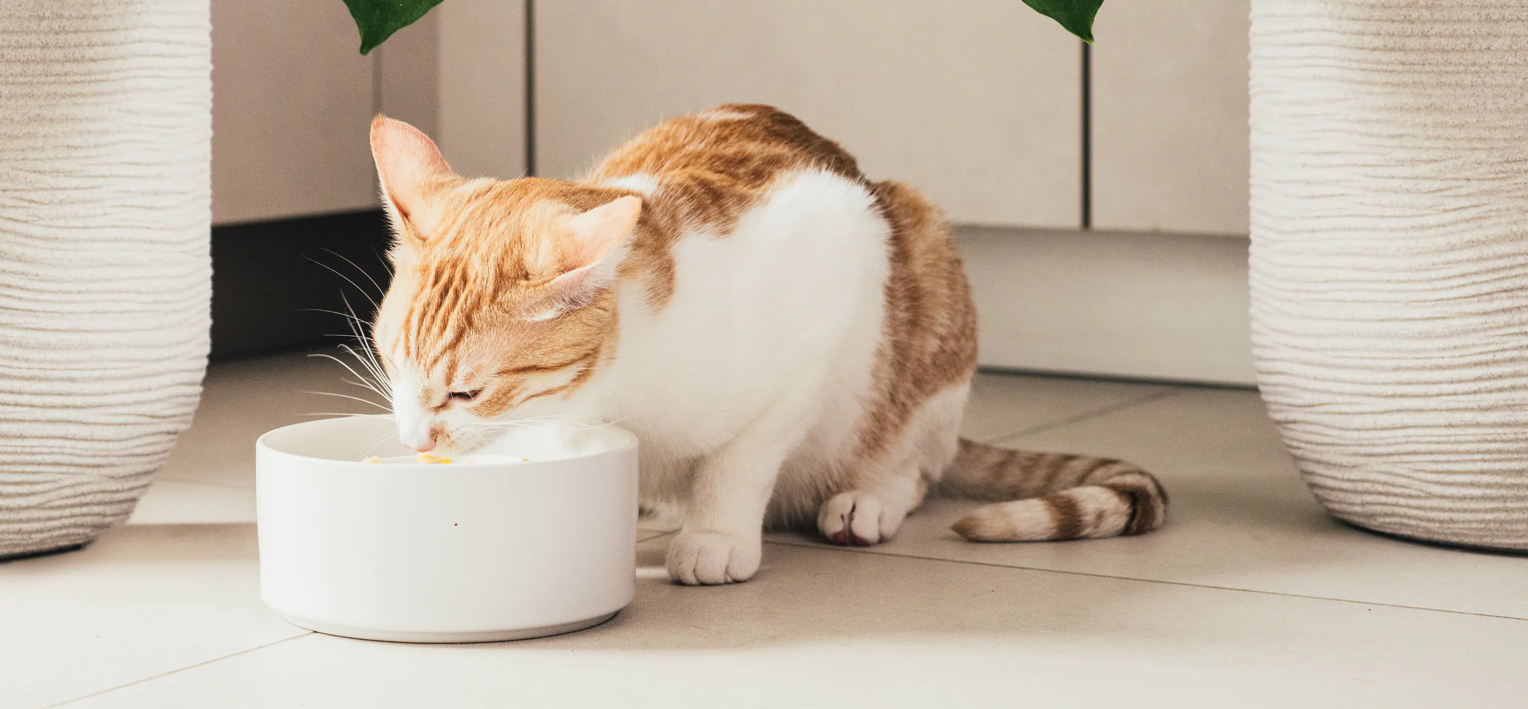 header_nutritional_tip_cat