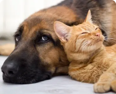 Il Parlamento europeo vota per l’adozione della prima legislazione europea a tutela di cani e gatti