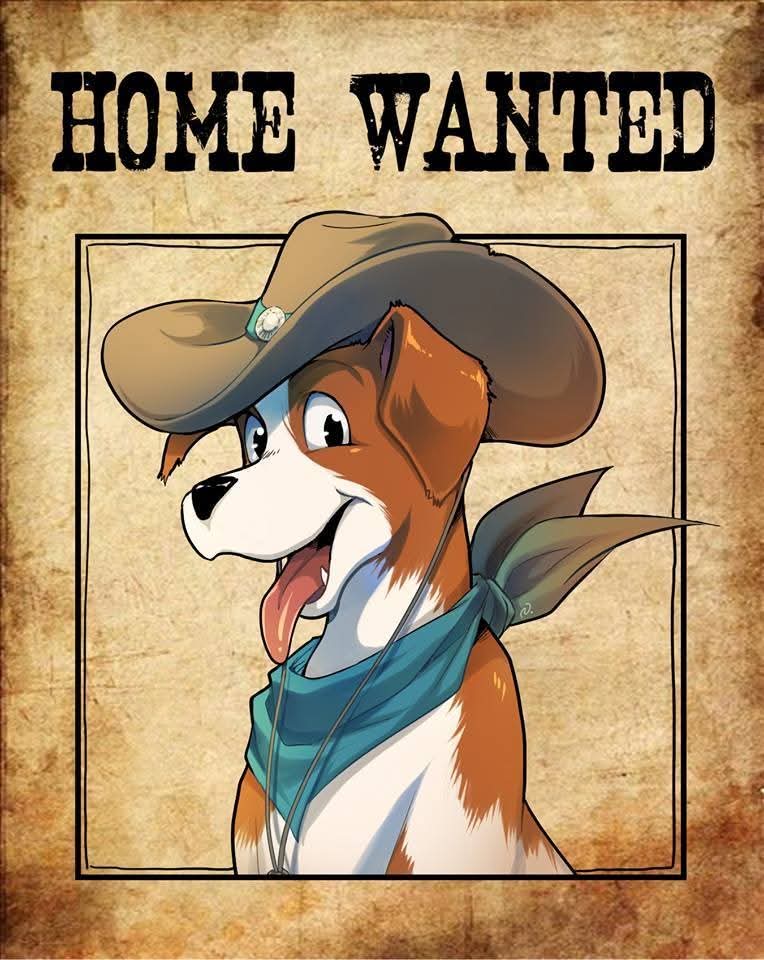 Image for Home Wanted à la rescousse des chiens et chats errants
