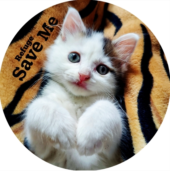 Image for House of Cats