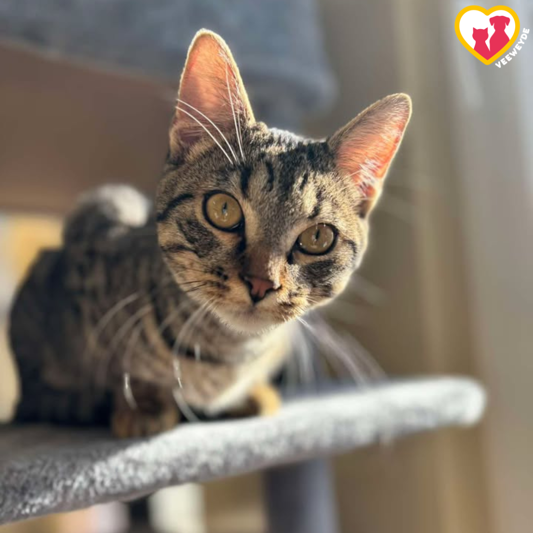 Image for Espace bien-être et adoption responsable des chats abandonnés