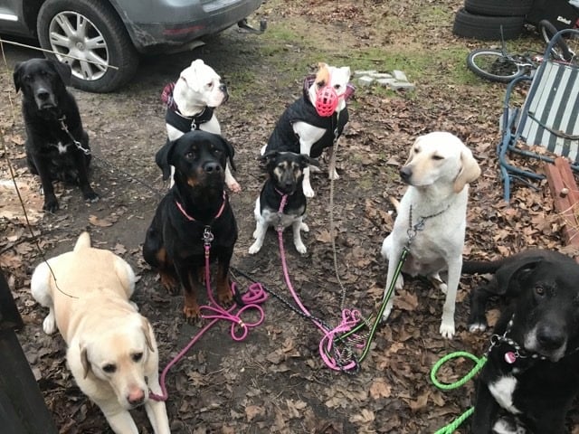 Image for Zweite Chance für Hunde