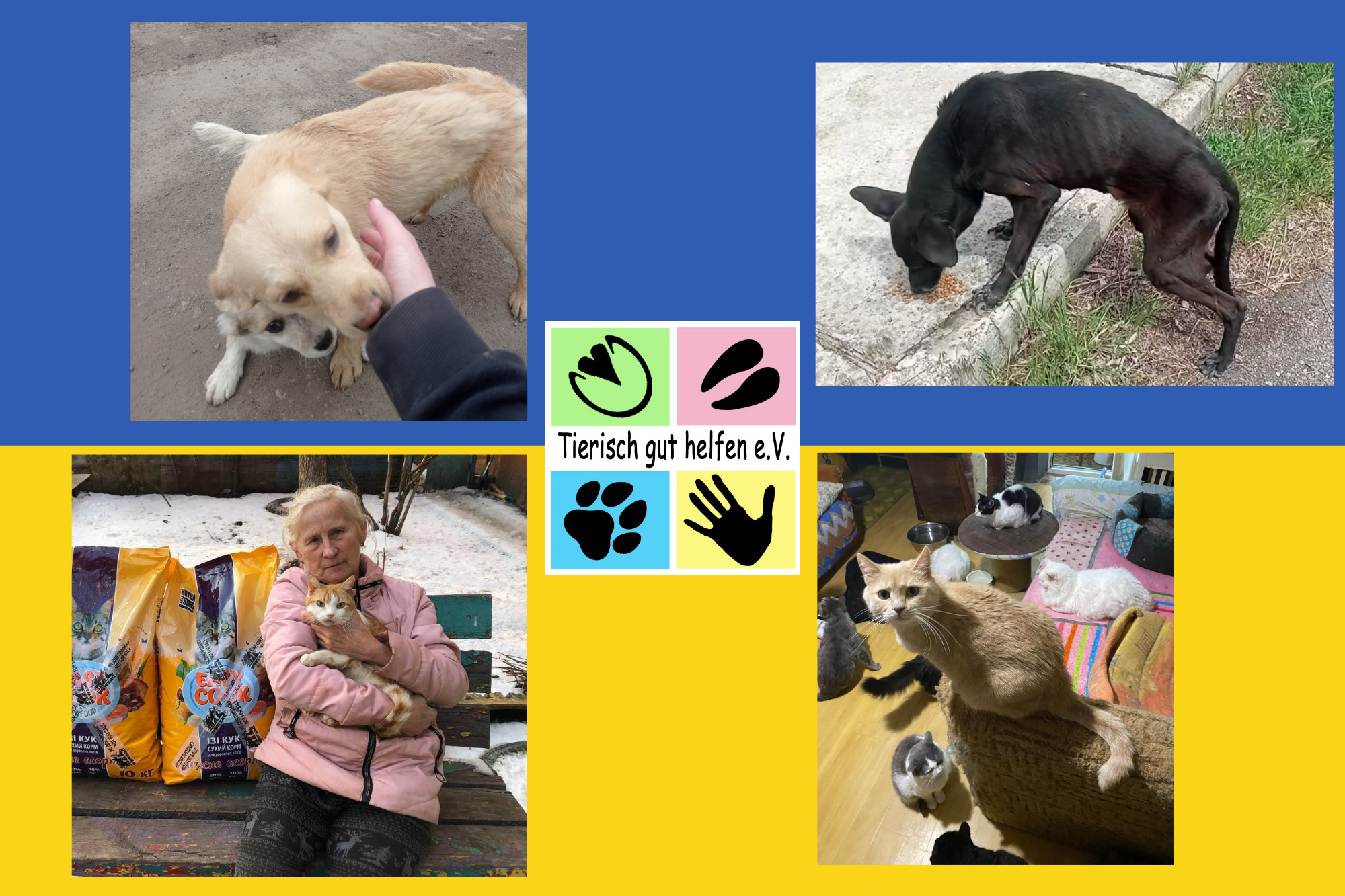 Image for Gemeinsam Hunden, Katzen & anderen Tieren in der Ukraine das Leben retten!