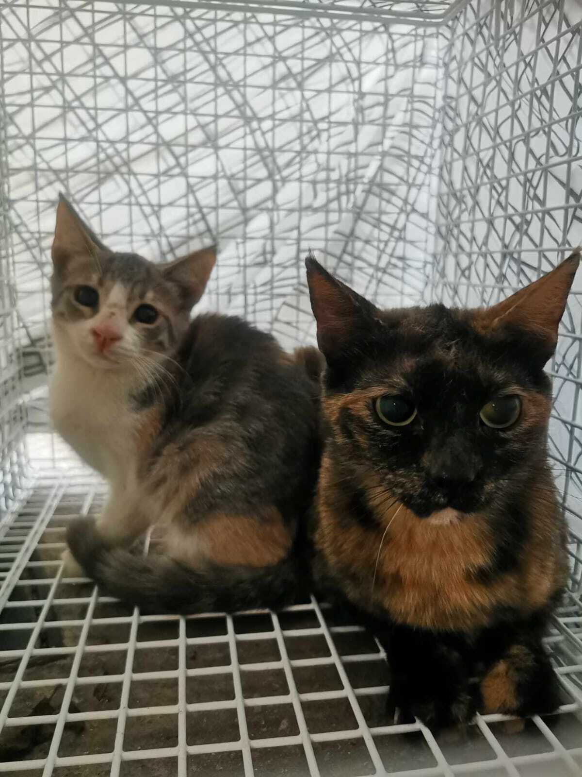 Image for TNR Projekt Vororten Marousi und Kifisia