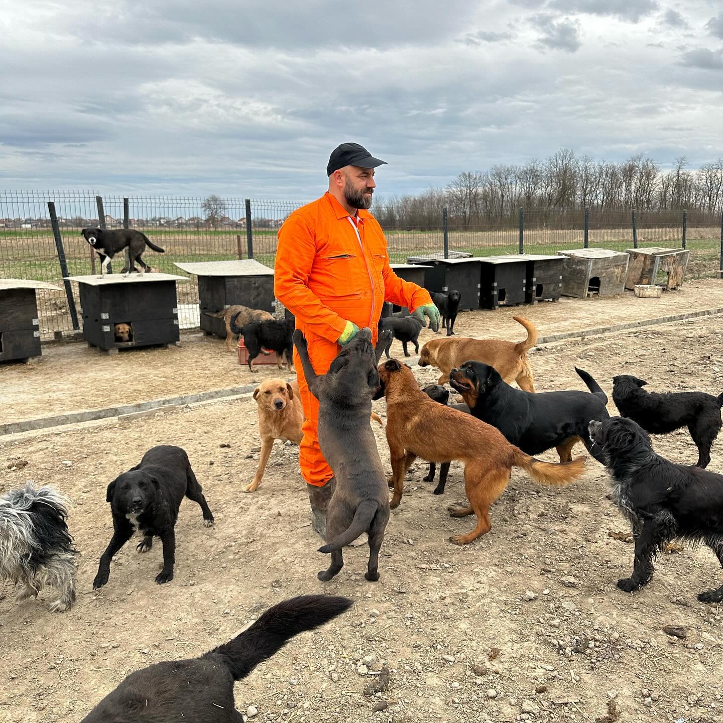 Image for Schutz für Tierheimhunde