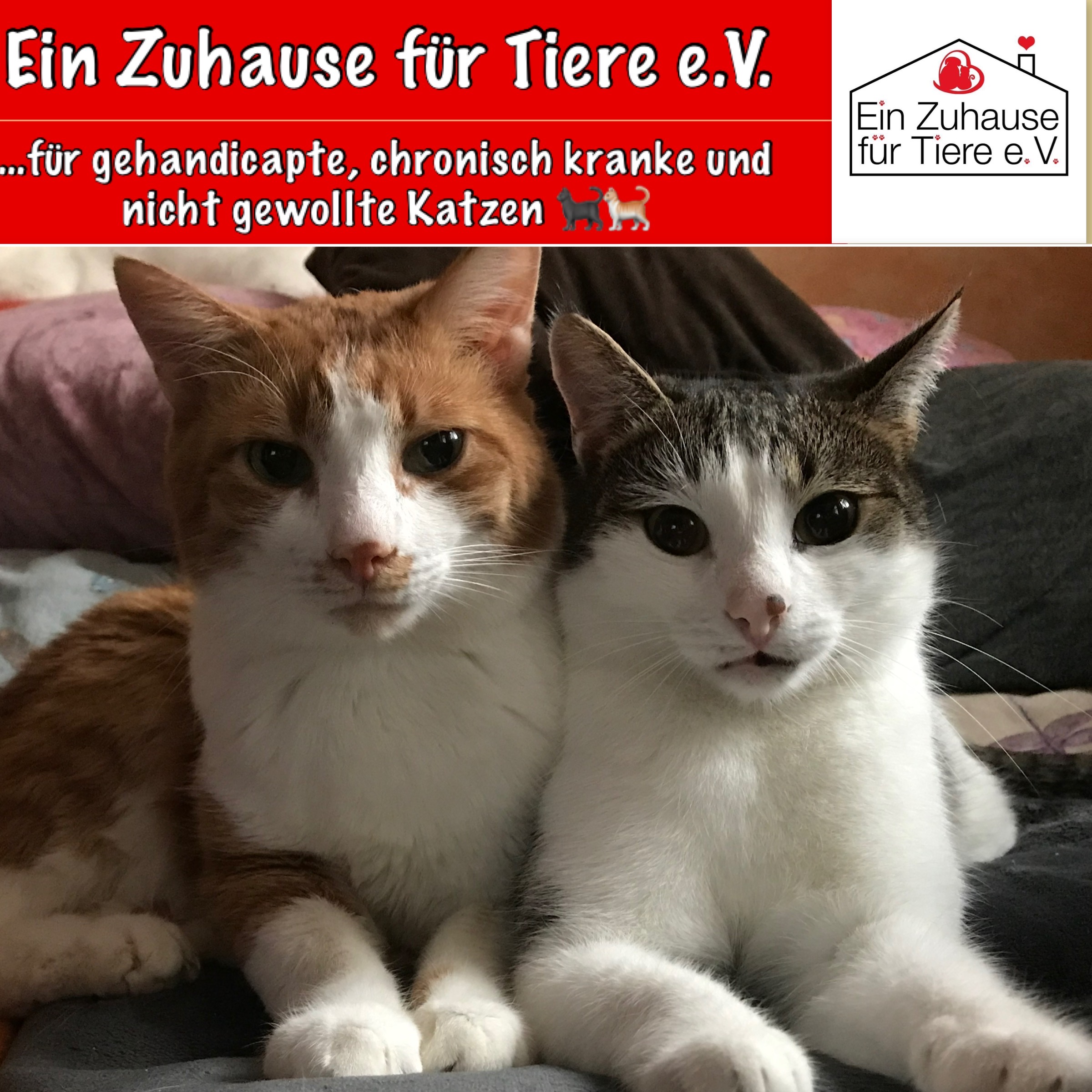 Image for ZahnOPs für 20 Katzen