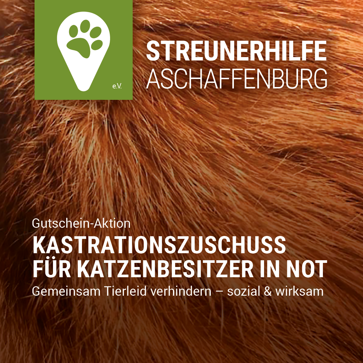 Image for Kastrationszuschuß für Katzenbesitzer