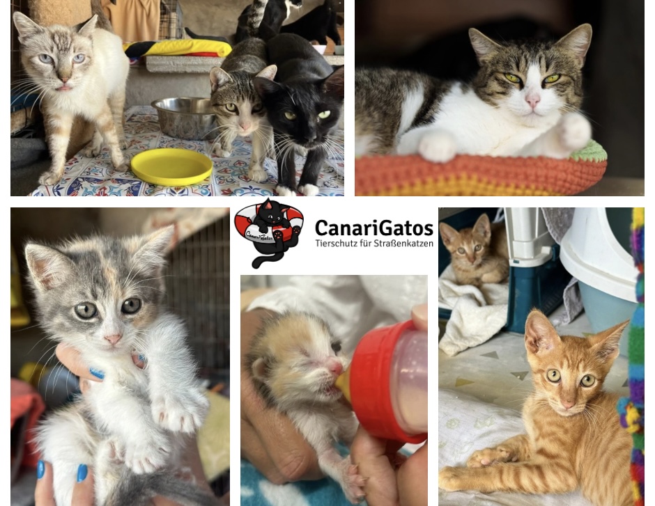 Image for CanariGatos – Ein Refugio im Wandel: Nachhaltige Zukunft für Katzen auf Gran Canaria