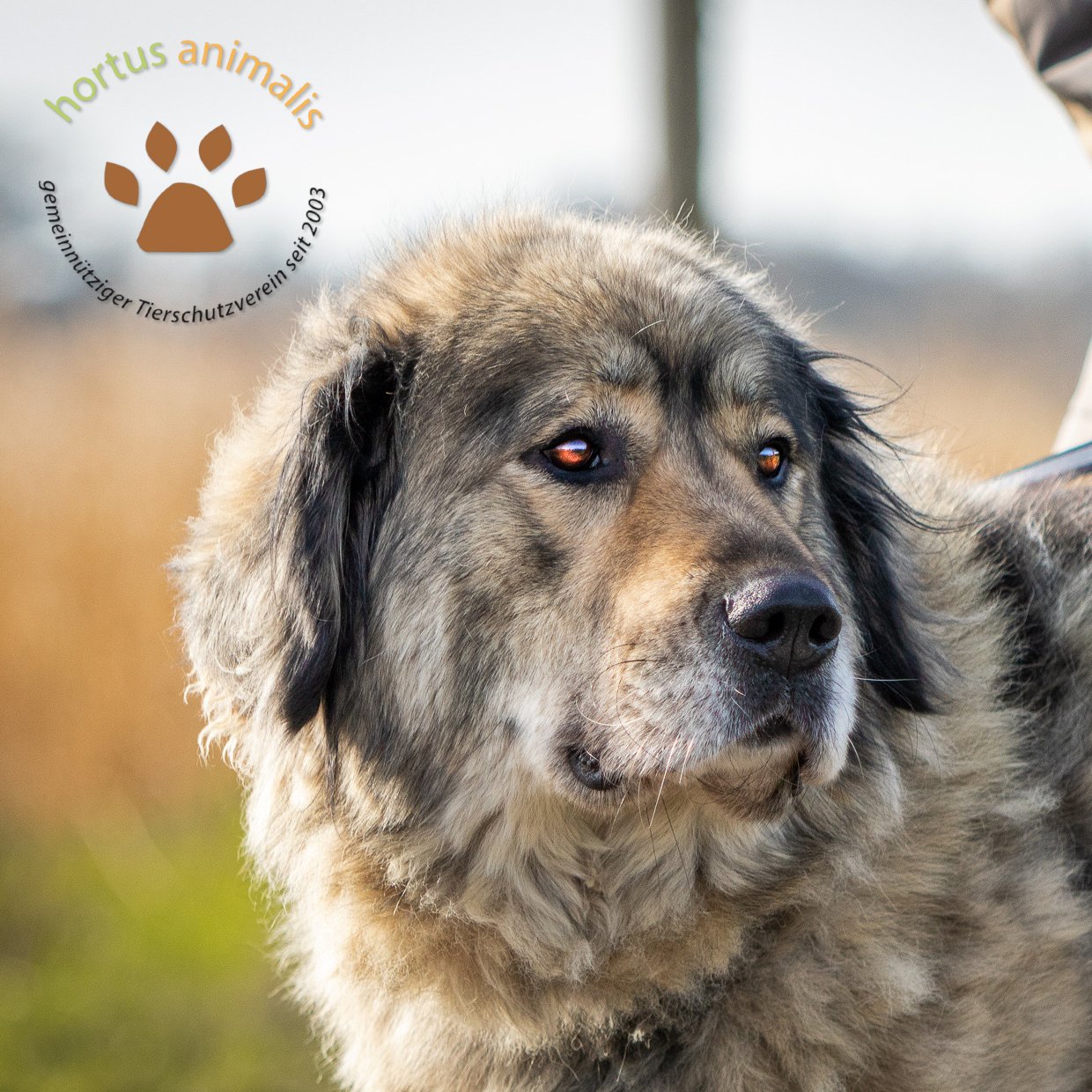 Image for Sicherer Rückzugsort – Hundehütten für ein würdiges Zuhause im Freien