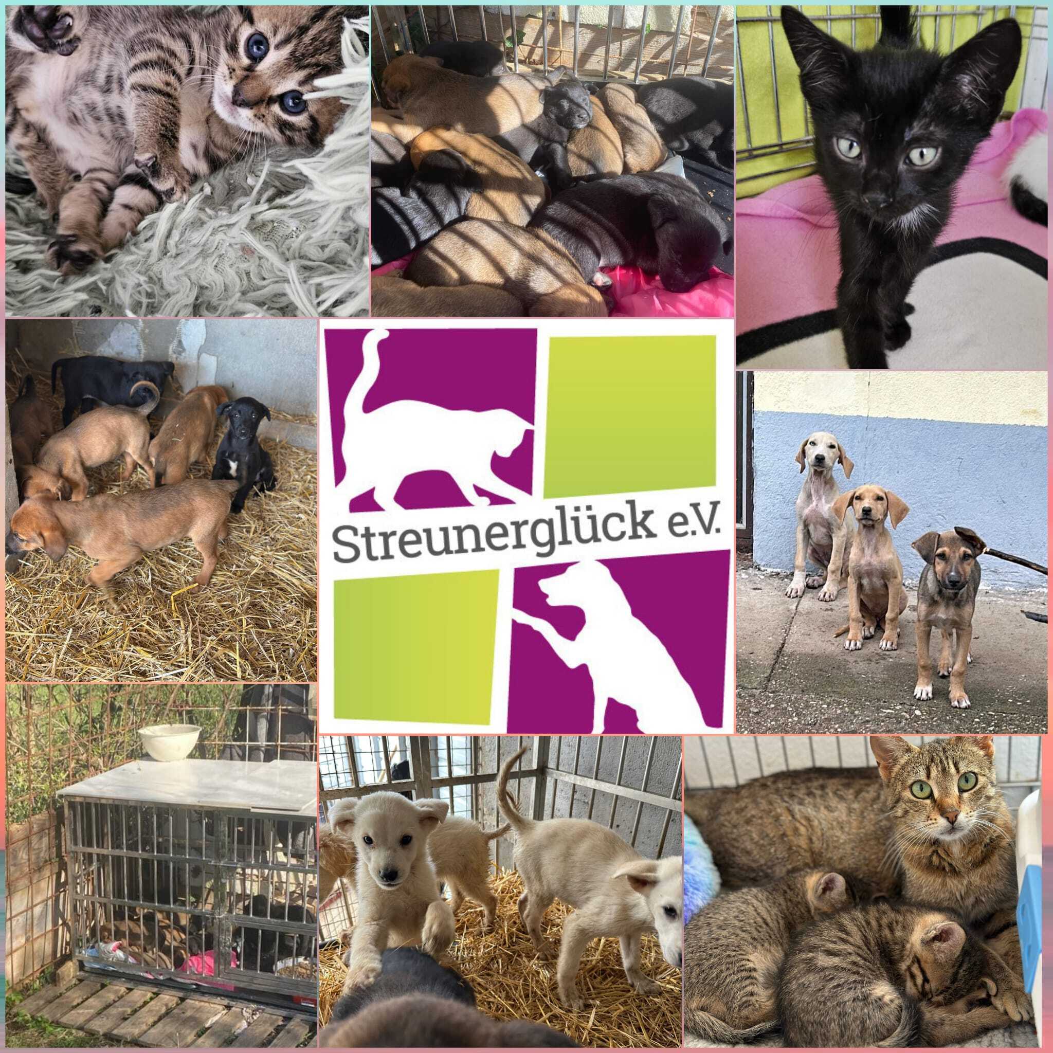 Image for Bau einer Ambulanz mit angeschlossener Quarantänestation für Hunde und Katzen
