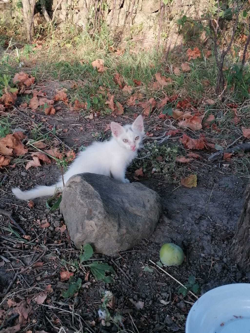 Image for CatPlan