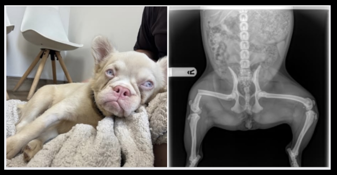 Image for Complex and emergency veterinary treatment