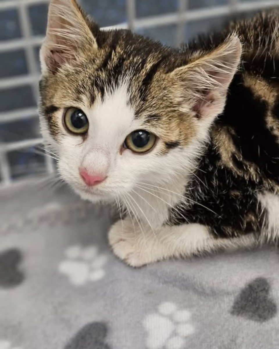 Image for Policy and Procedure about Rescuing Stray Cats