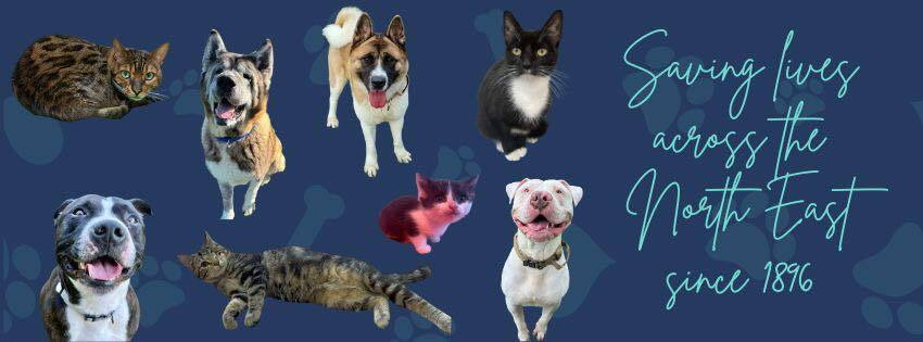 Image for Veterinary and recovery care