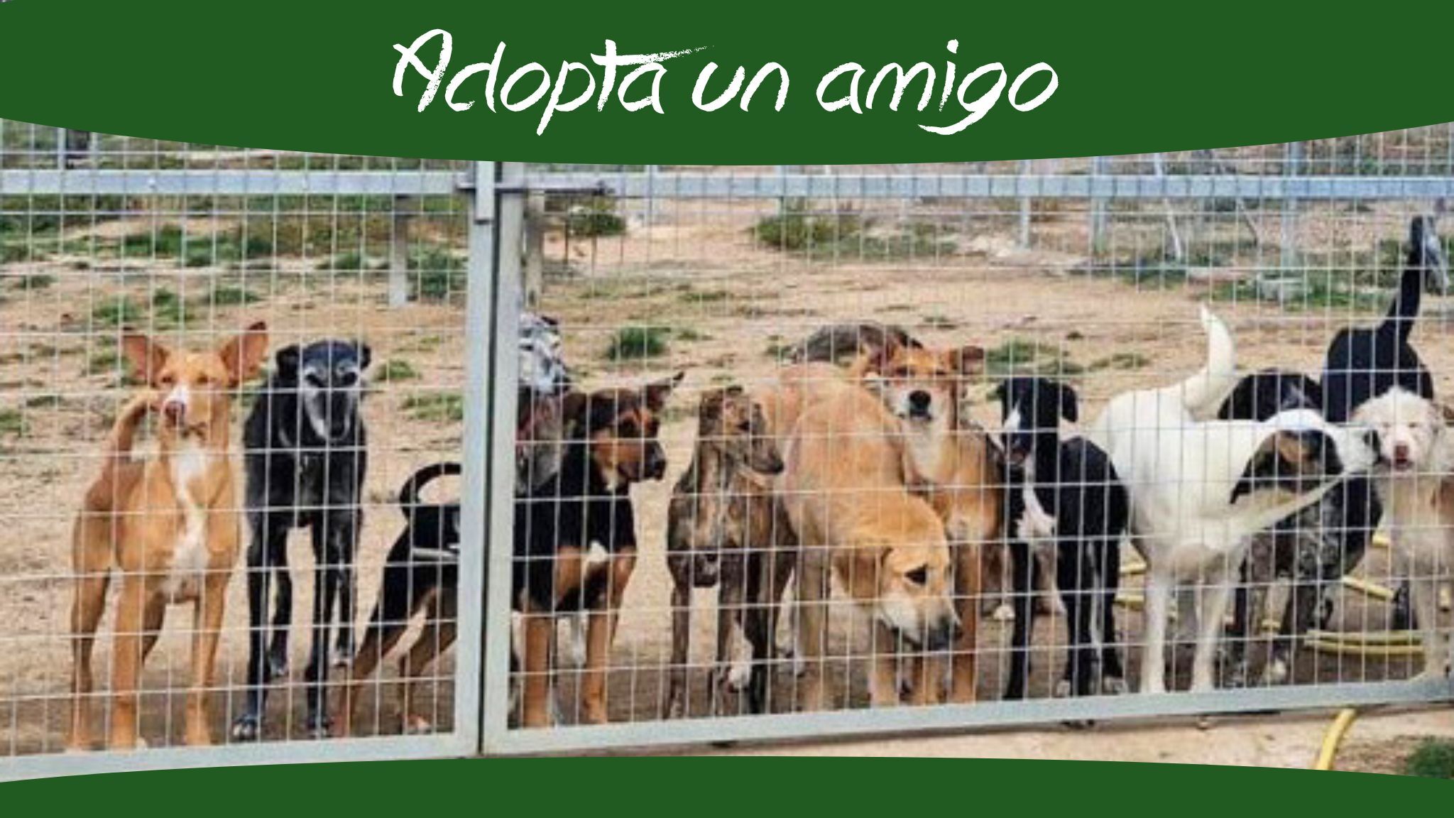 Image for Proyecto Integral de Bienestar Animal: “Vidas Seguras”