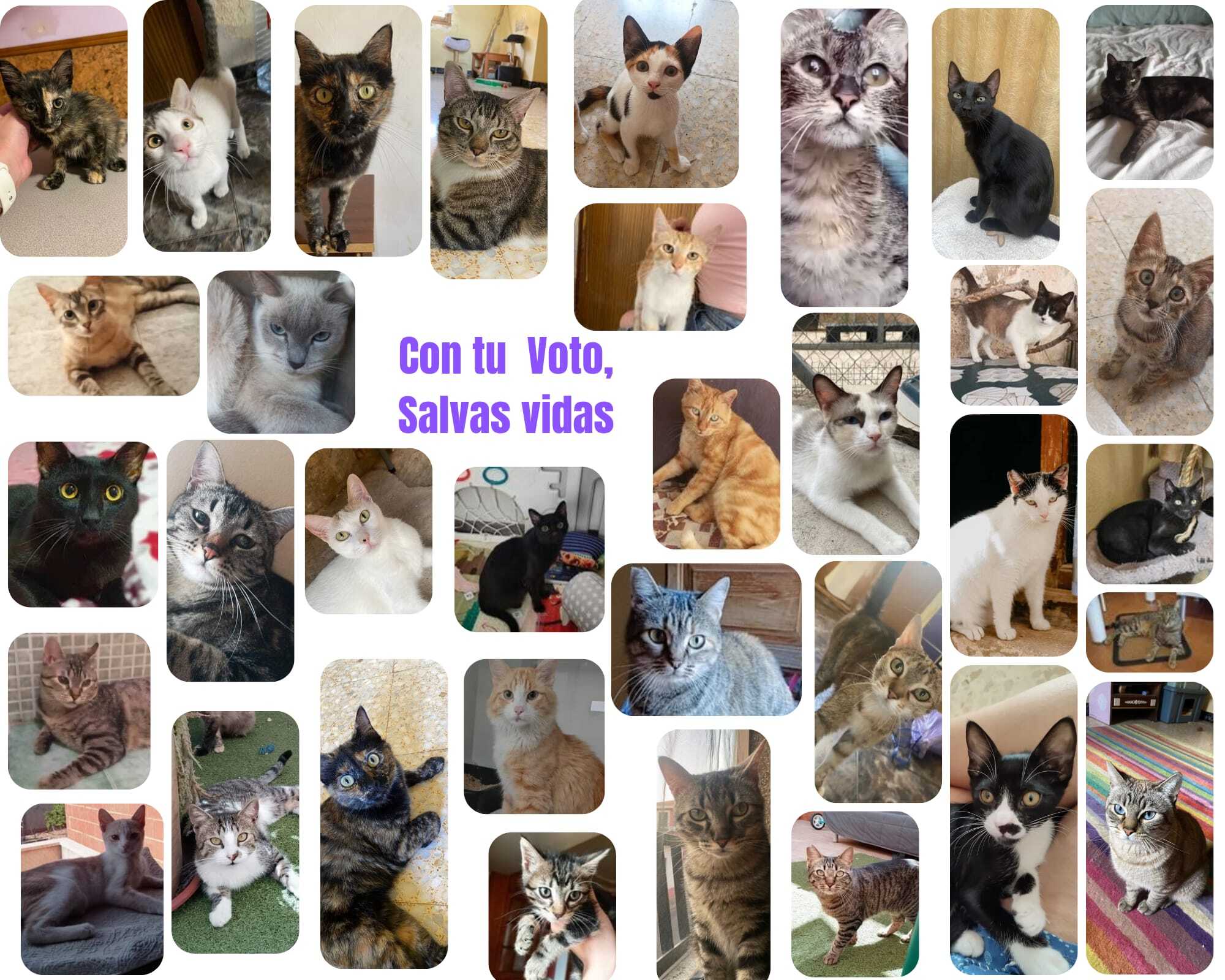 Image for A 3 Patas ¡Salvando vidas!