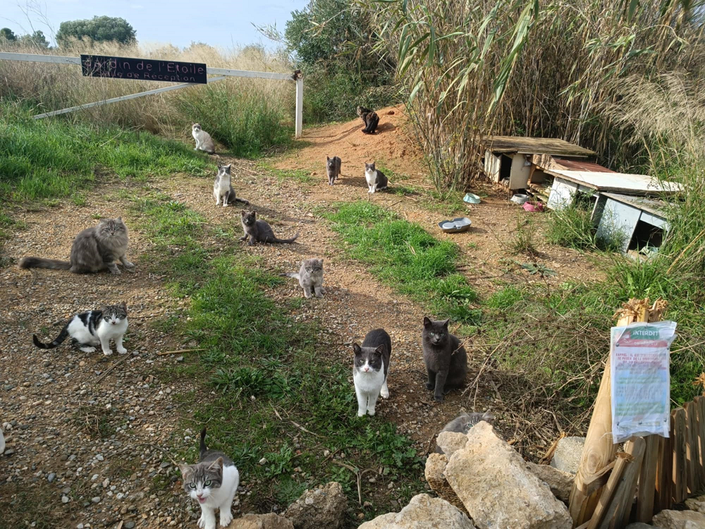 Image for CHALET ET JARDIN POUR CHATS ERRANTS