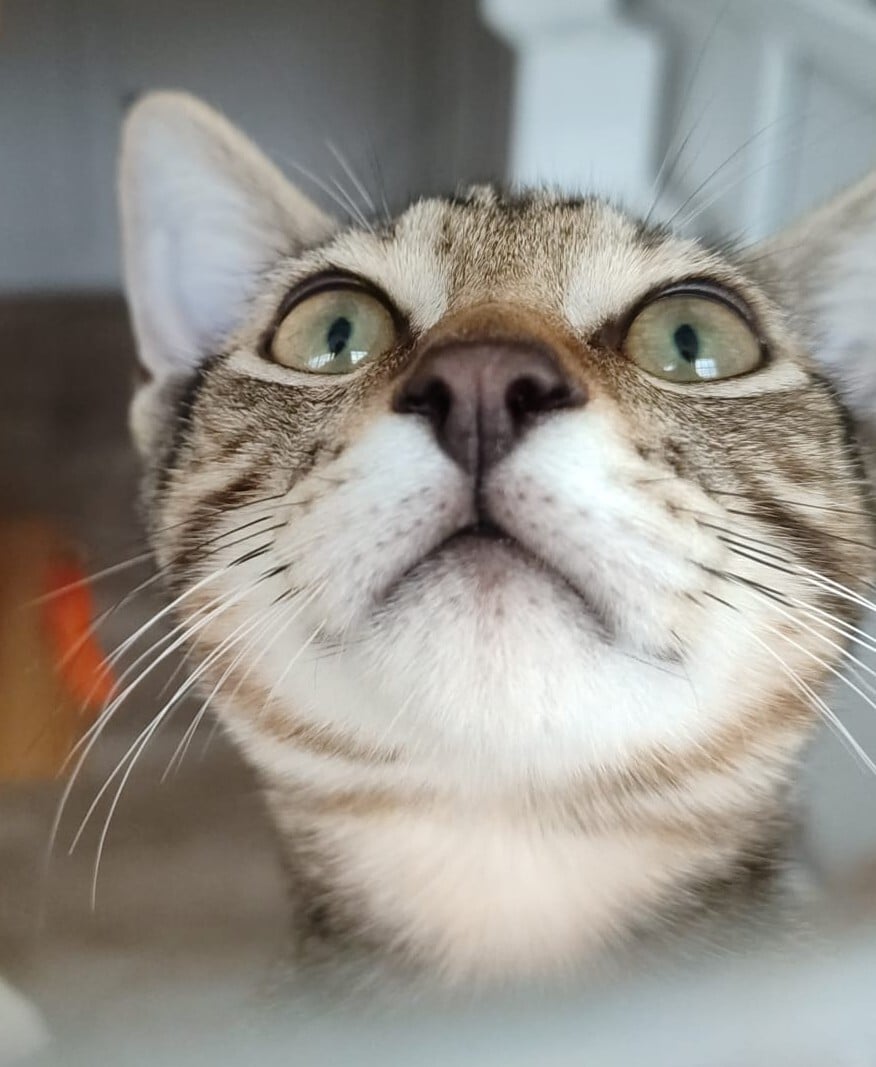 Image for Aider les chats et aider les personnes 