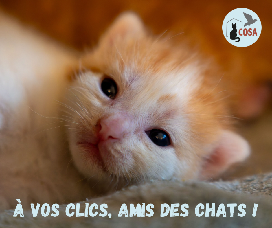 Image for Sauvetage des chatons, des mamans et chatons dans la rue et soins des chats des rues