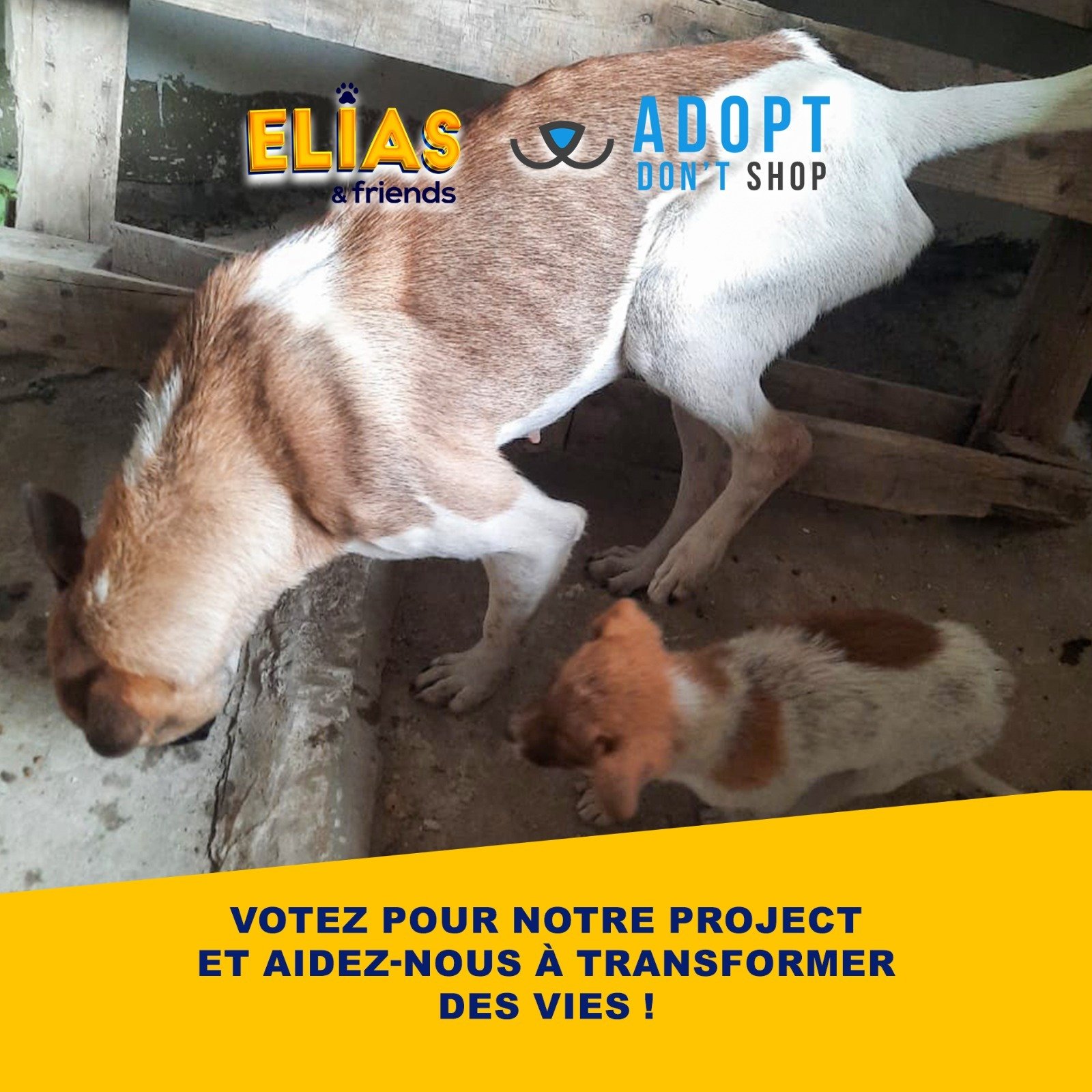 Image for Projet Trap-Neuter-Return pour les animaux du Liban