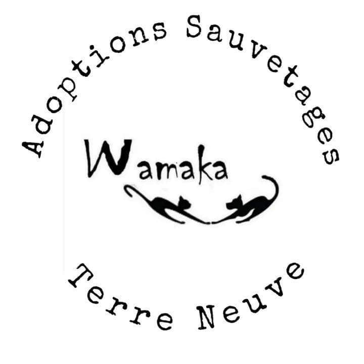 Image for L'ENGAGEMENT POUR LA VIE