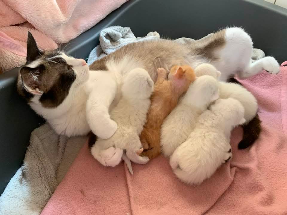 Image for Campagne de stérilisation et d'identification des chats errant