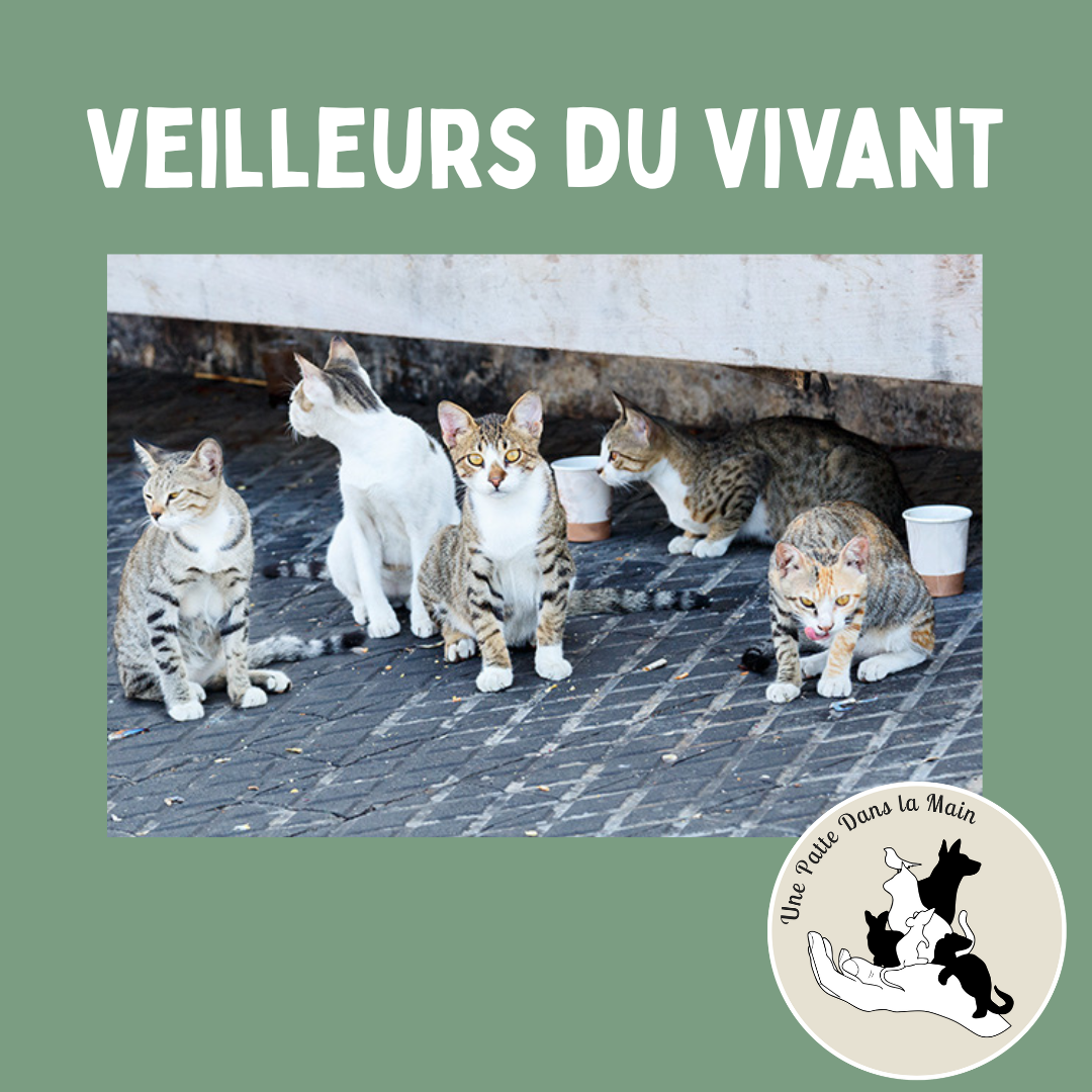 Image for Veilleurs du Vivant