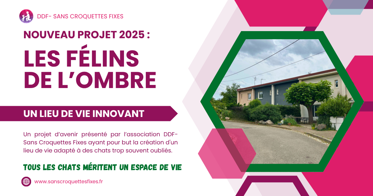 Image for Les félins de l'ombre