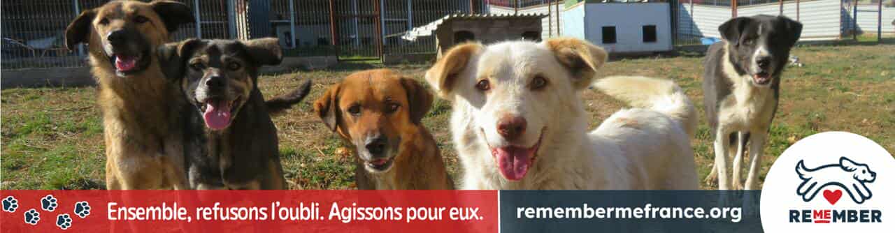 Image for Vers la fin de l'errance canine en Roumanie