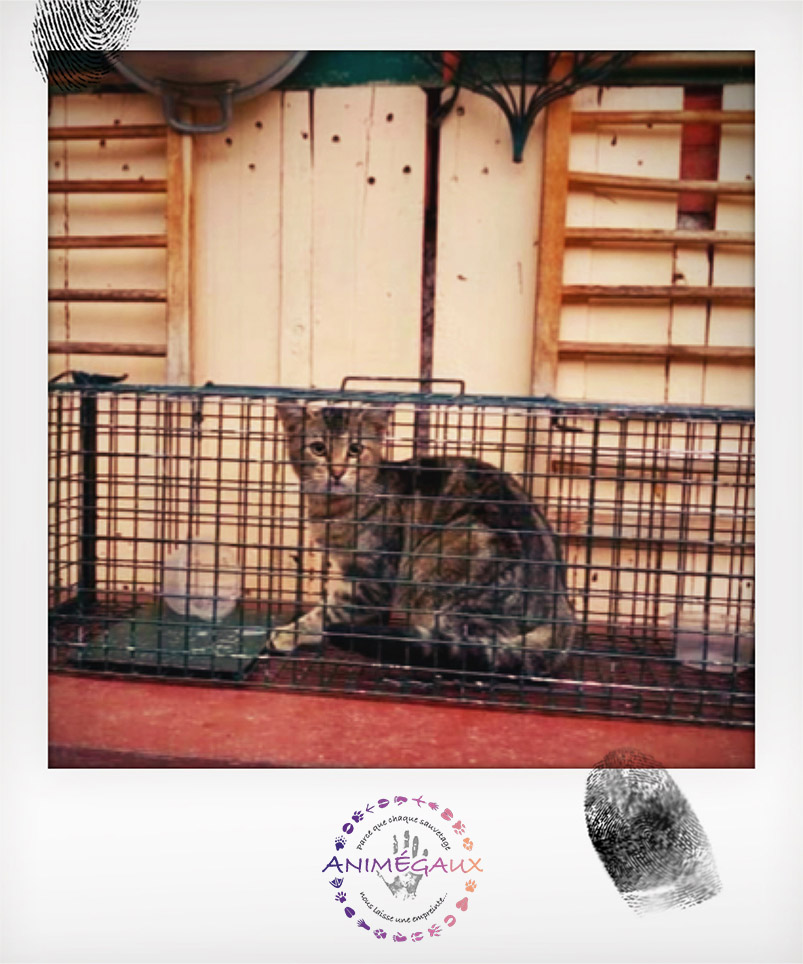 Image for La gestion des colonies de chats errants comme enjeu fondamental dans le bien vivre ensemble et le maintien de la biodiversité urbaine