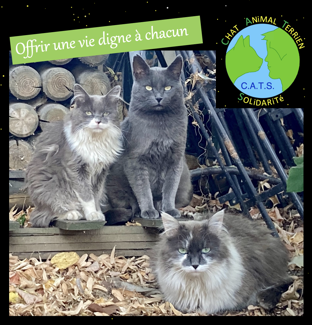 Image for Soin des chats libres