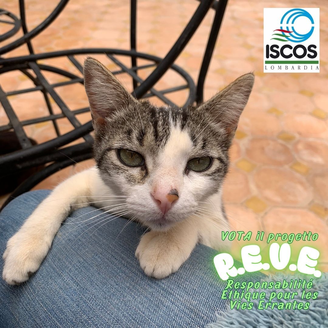 Image for R.E.V.E. Responsabilité Éthique pour les Vies Errantes