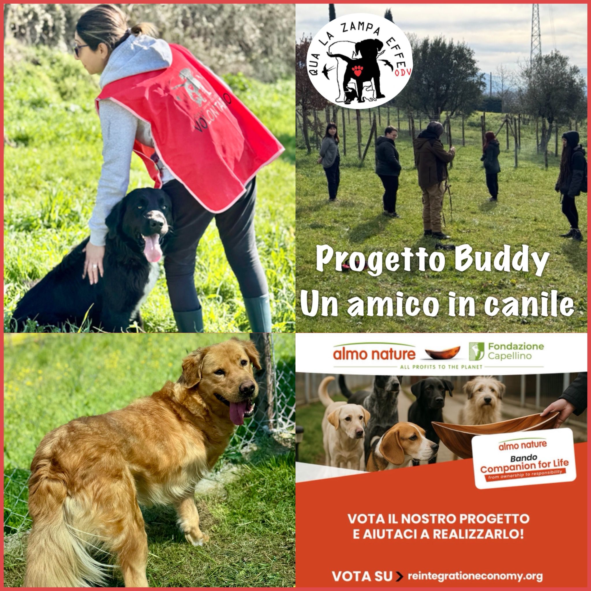 Image for Progetto Buddy - un amico in canile