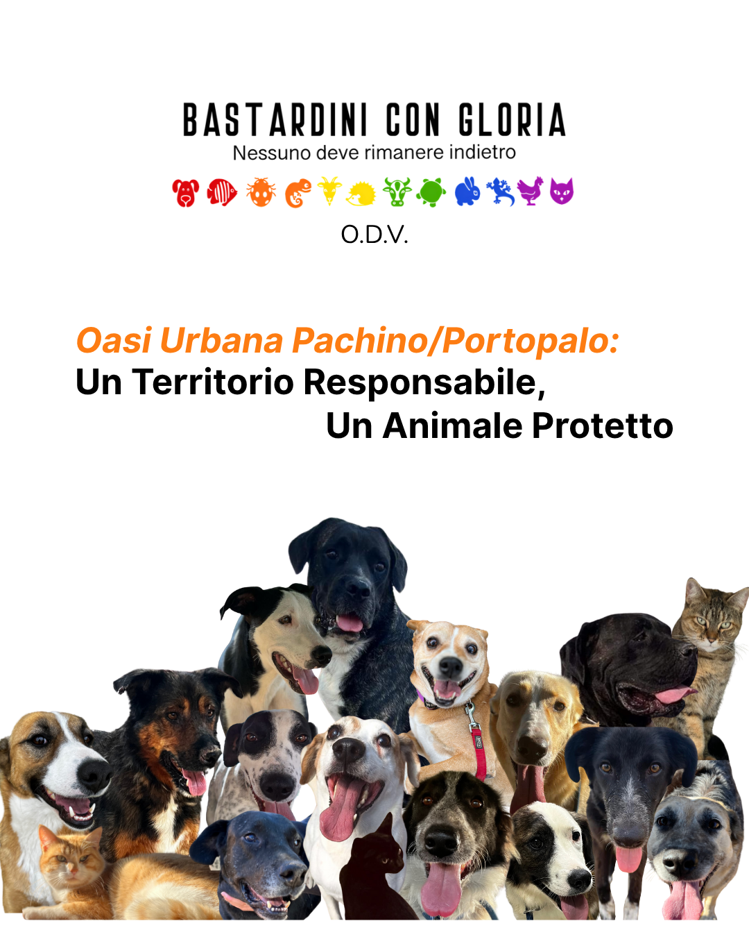 Image for Oasi Urbana Pachino/Portopalo: Un Territorio Responsabile, Un Animale Protetto