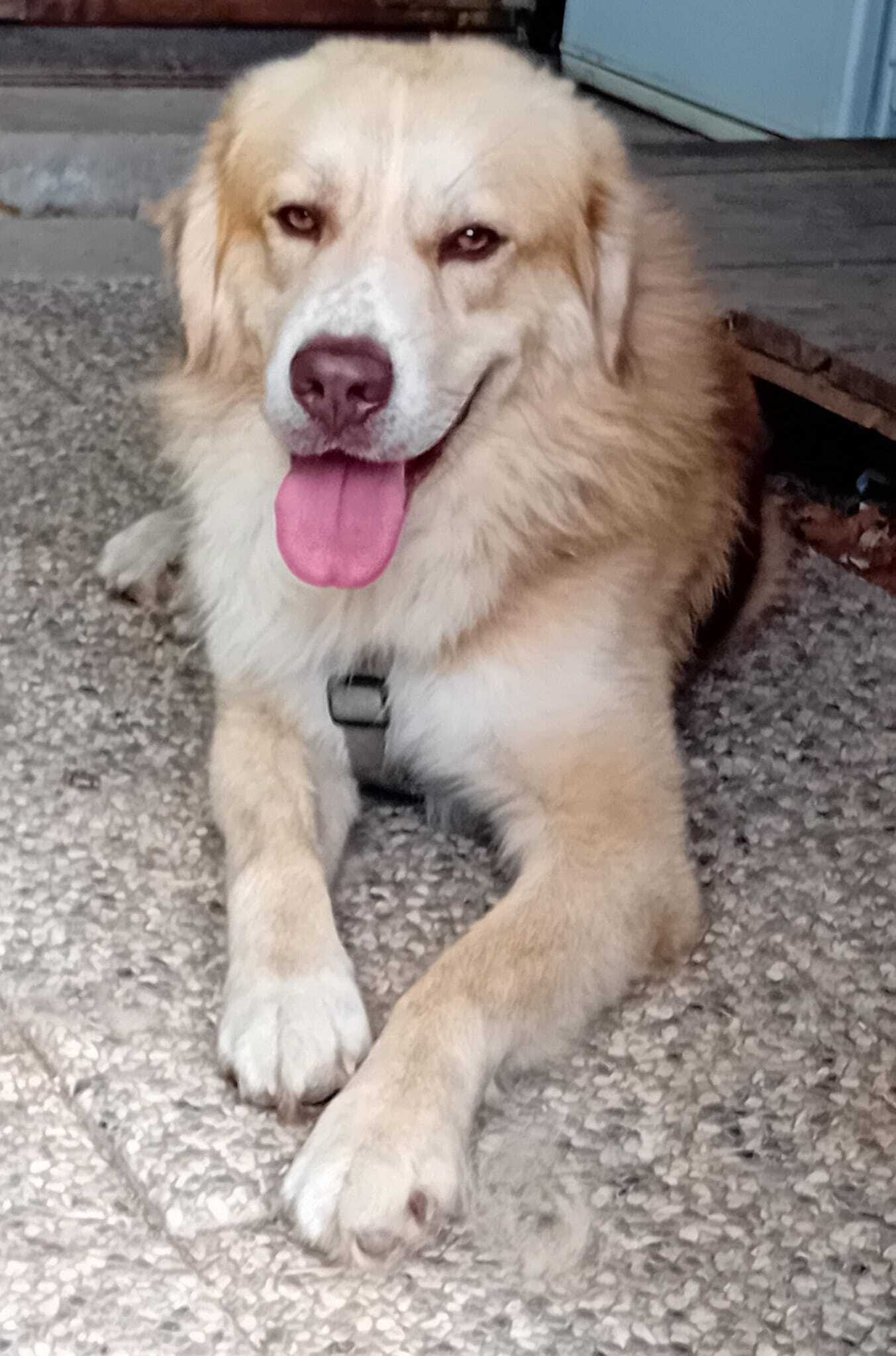Image for Progetto BenEssere Cane - insieme verso una nuova vita